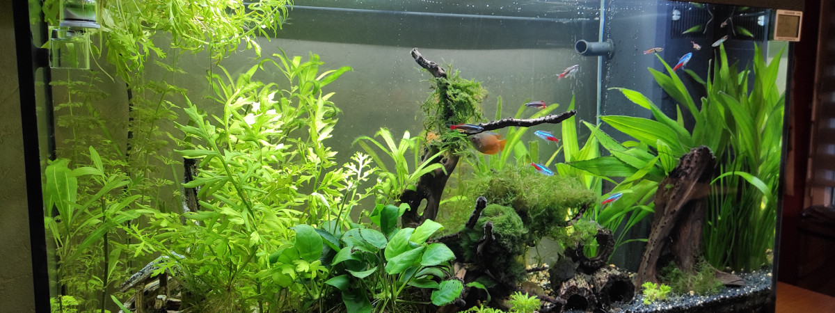 aquarium Juwel Rio 125