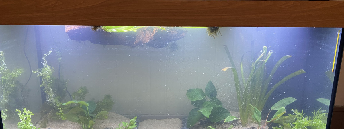 aquarium 350l amazonien lowtech