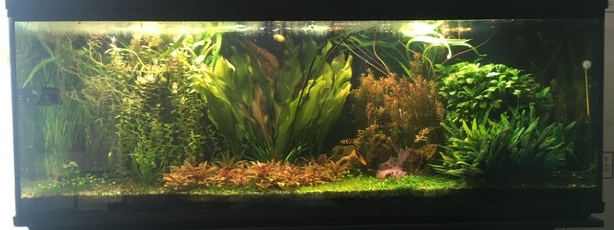 aquarium Low teck 300l