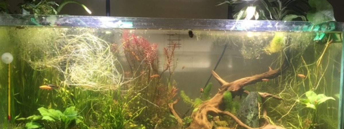 aquarium Low teck 90l