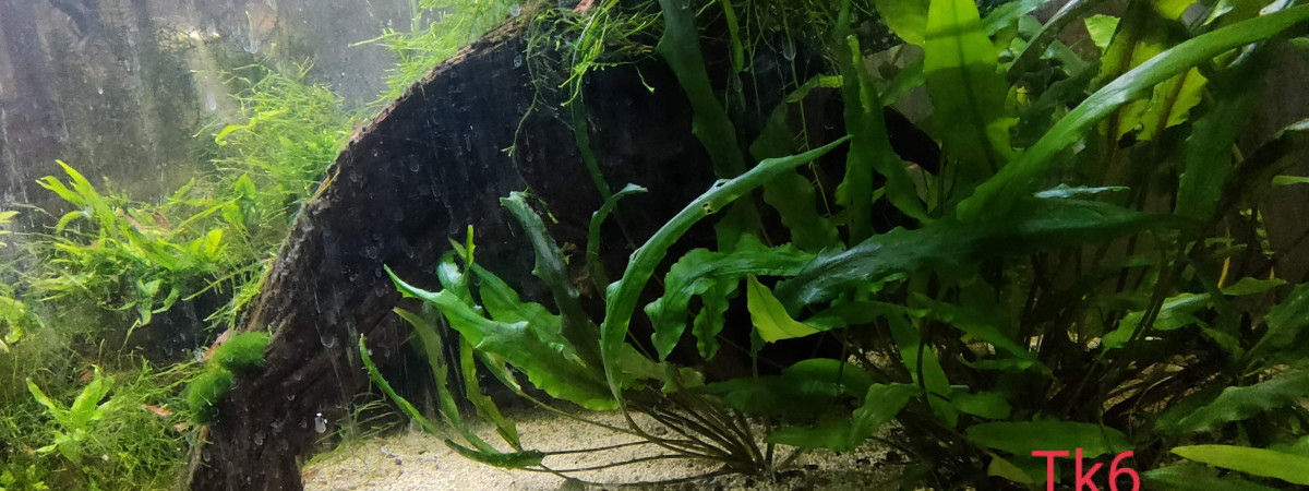 aquarium Tk6