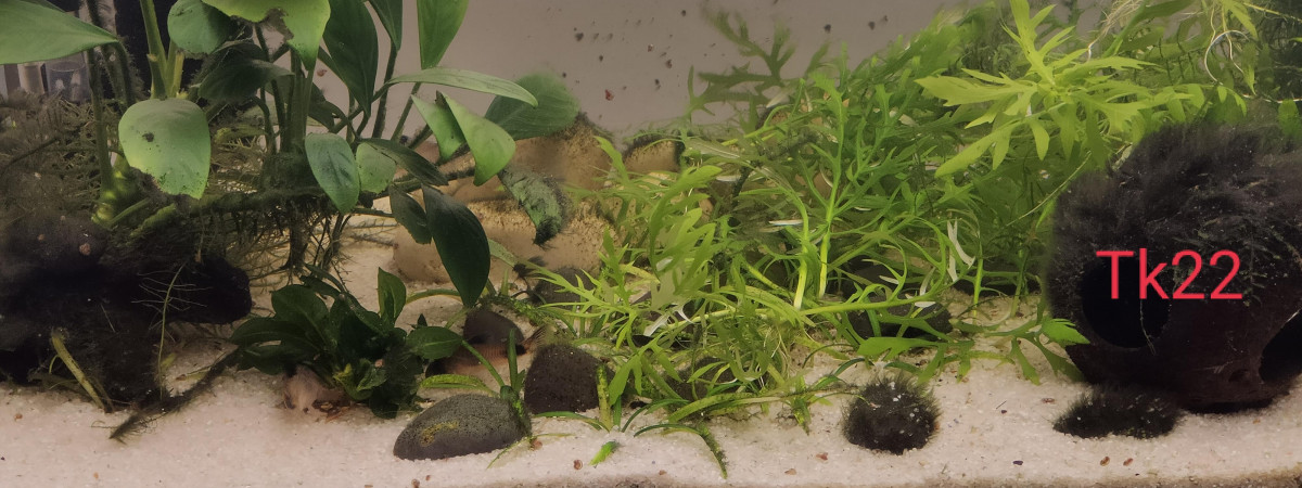 aquarium Tk22