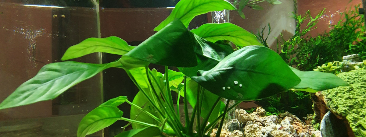 aquarium Crevettes