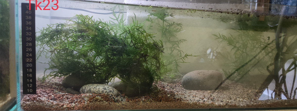 aquarium Tk23