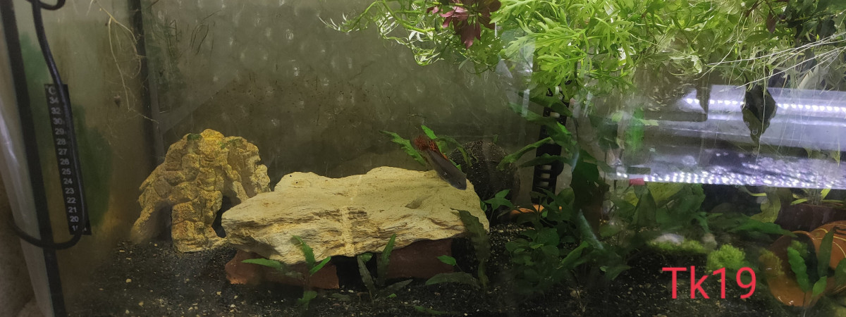 aquarium Tk19
