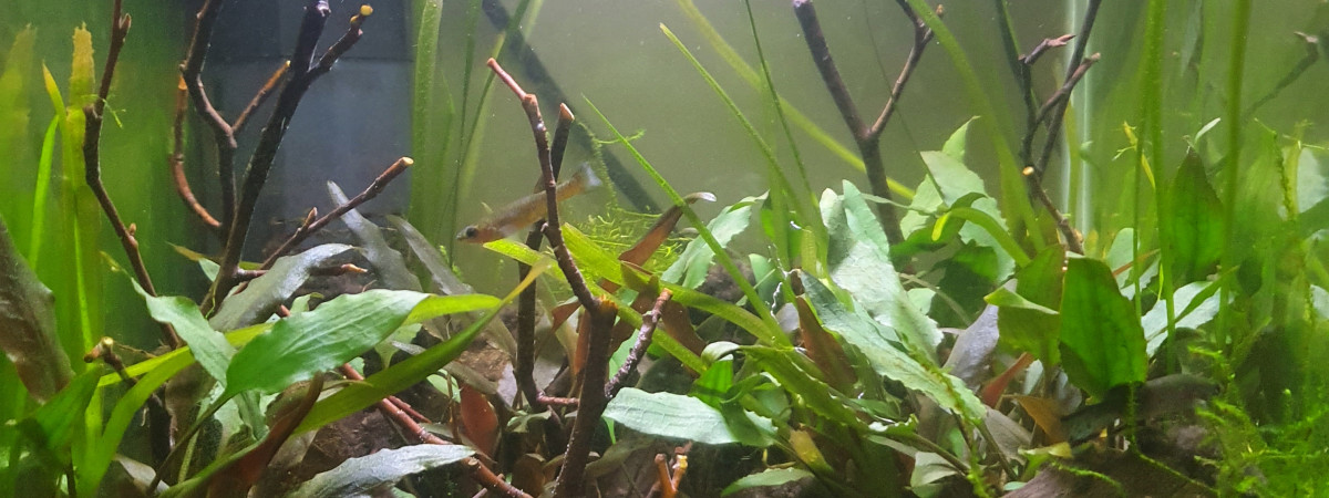aquarium 20L fundulopanchax gardnerie
