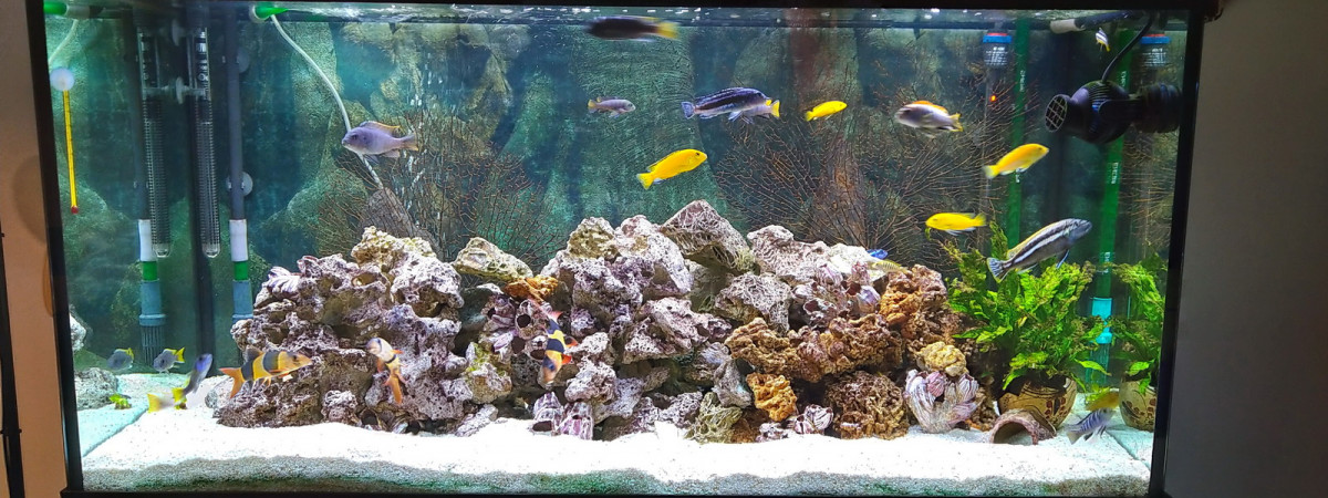 aquarium Cichlidés Malawi