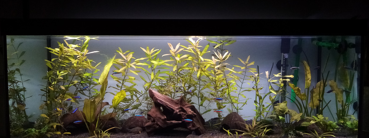 aquarium Aqua 2