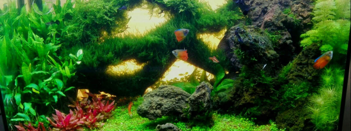 aquarium Pourquoi pas
