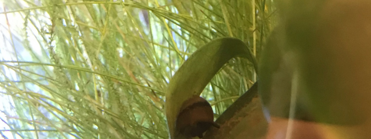 aquarium Nano amieti