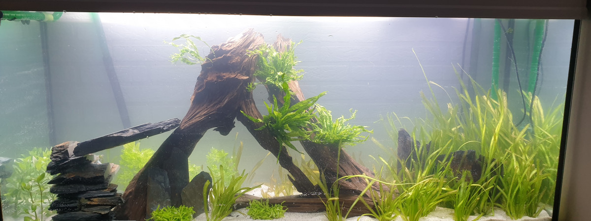 aquarium Ma télé