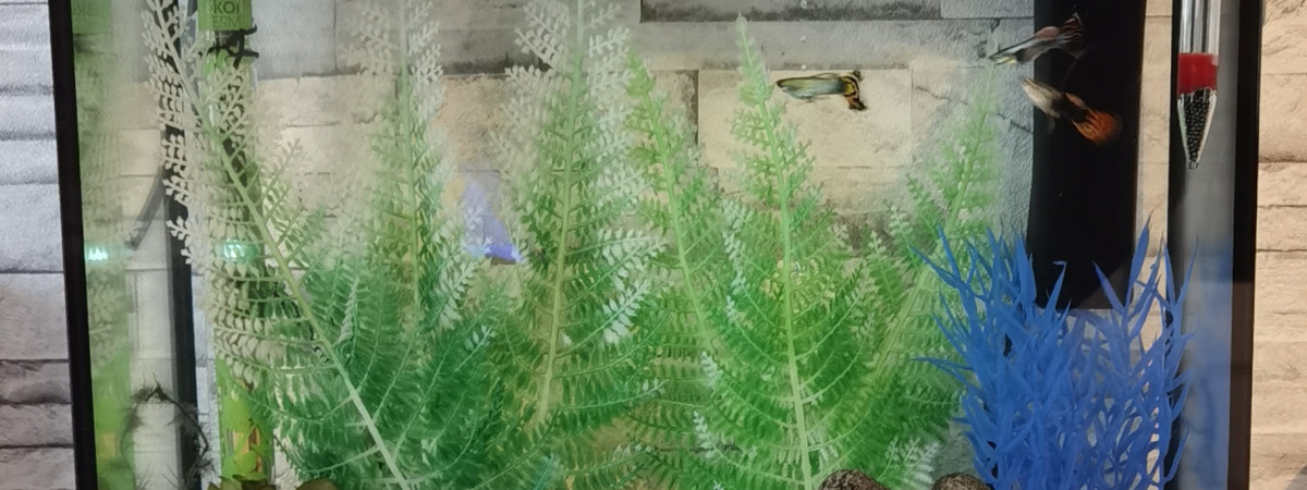 aquarium Mon 1er Aqua Guppys
