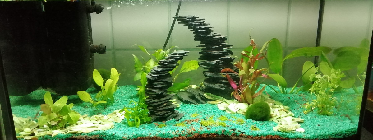 aquarium Poissons