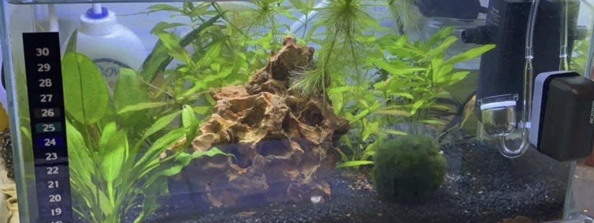 aquarium Nano 20 litres