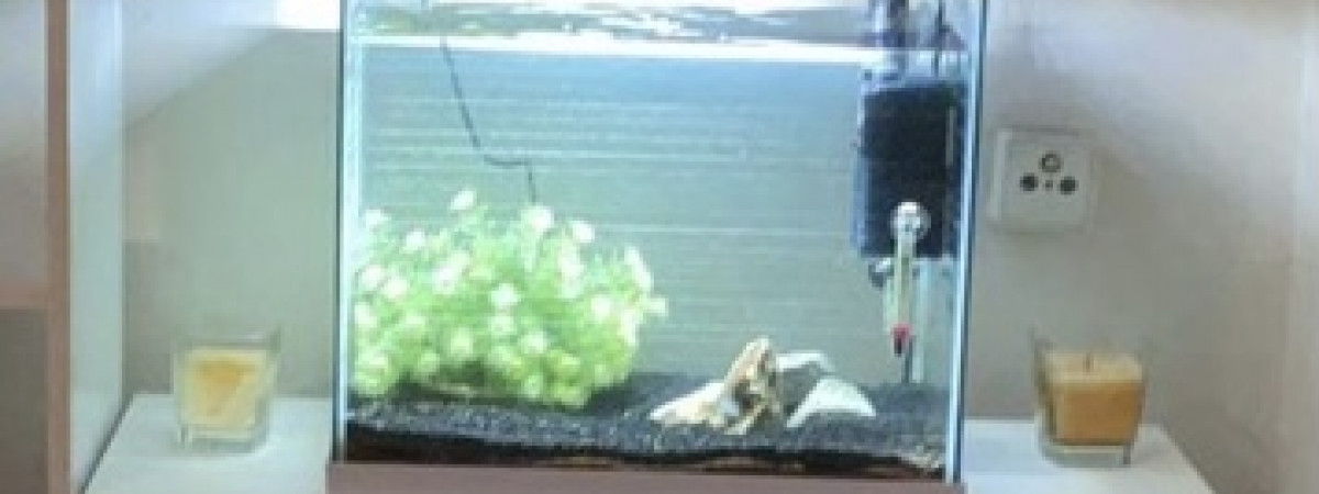 aquarium 50 litres