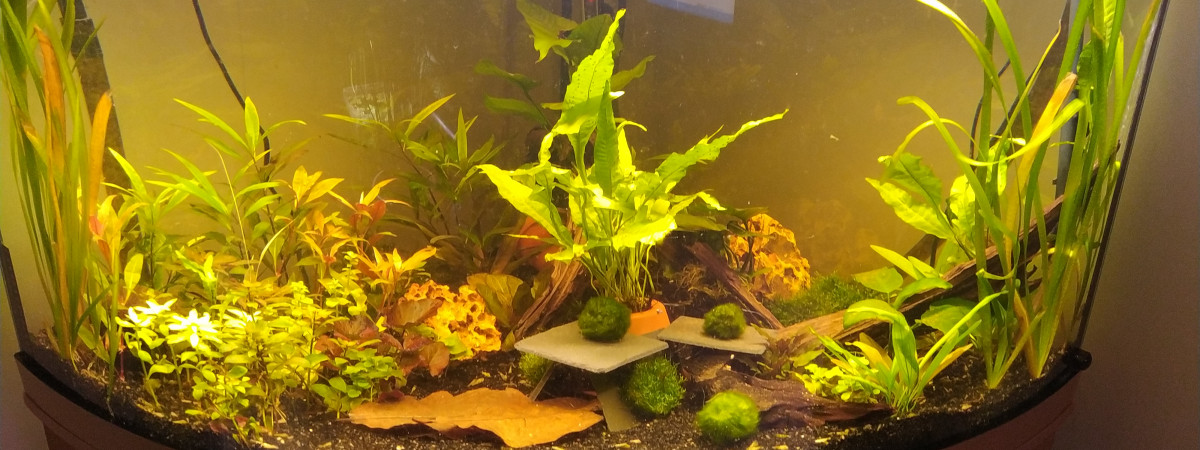 aquarium Trigon 350 Juwel Biotope Amazonien naturel