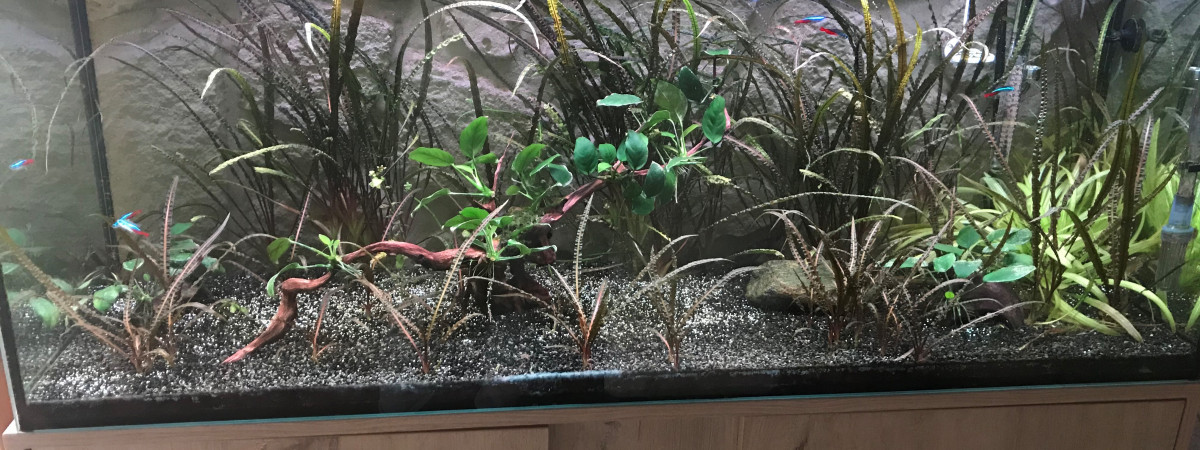 aquarium Principale
