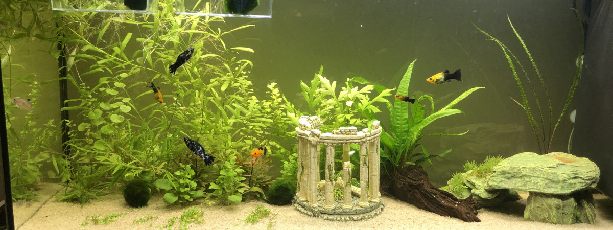 aquarium paul