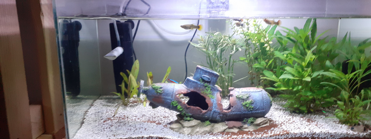aquarium Premier