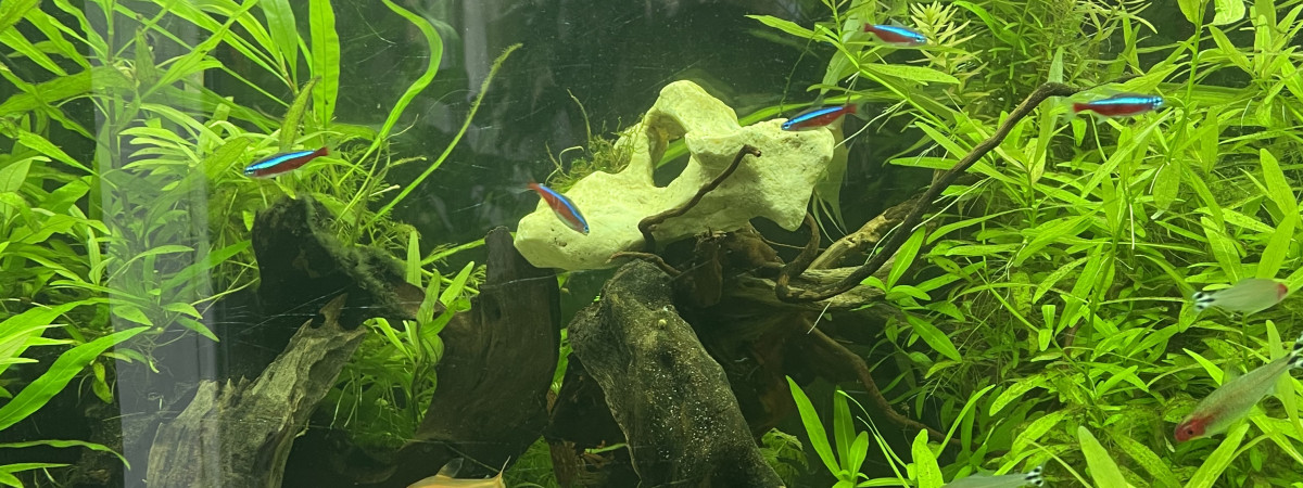 aquarium Maison