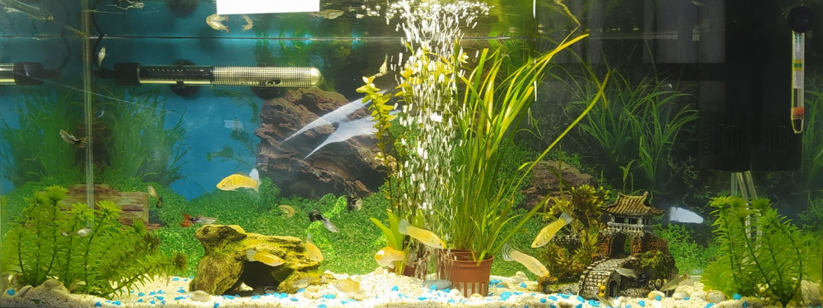aquarium Aquarium principal