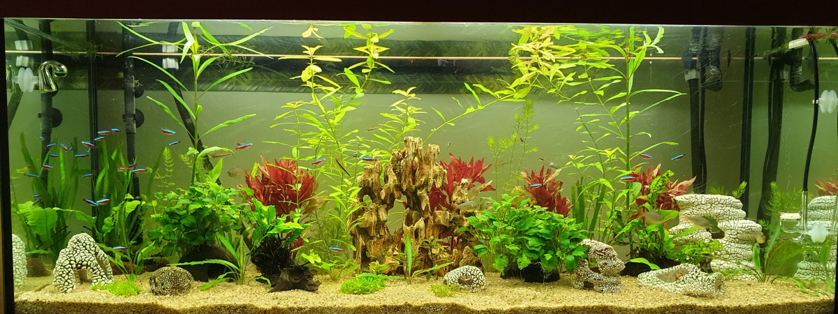 aquarium Juwel300l