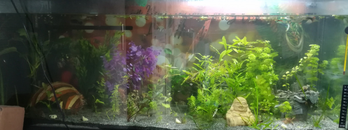 aquarium 240L fourre tout communautaire qui prouve que la mixite ça marche