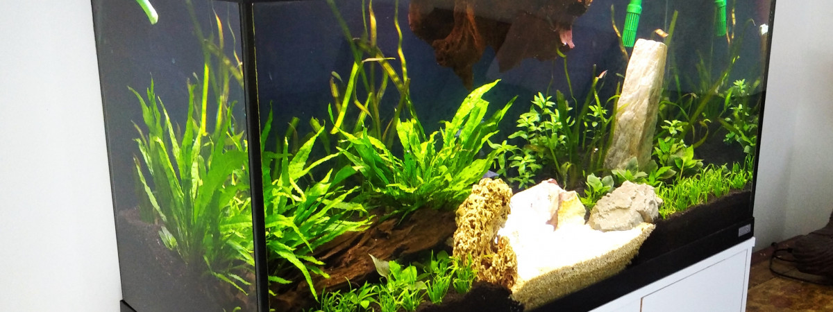 aquarium ASIE