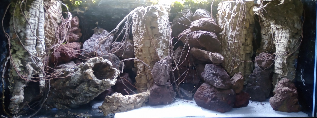 aquarium Projet tetraodons nains en cours