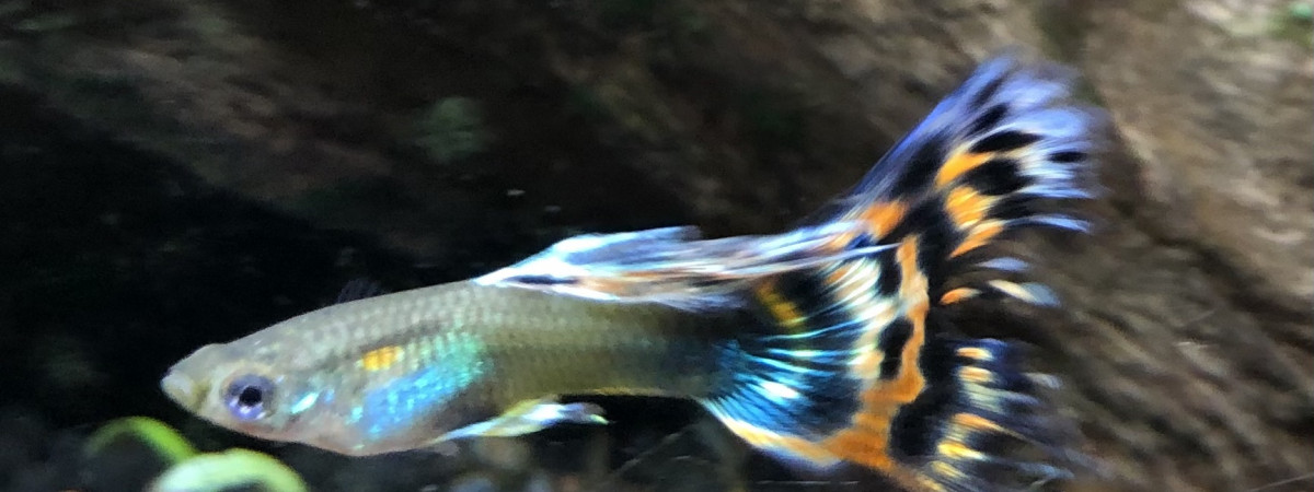aquarium Bac Principal