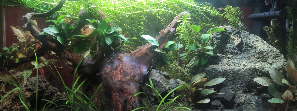 aquarium Ciano