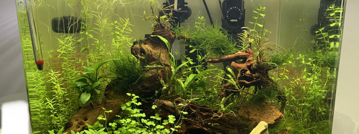 aquarium First Nano Aquarium
