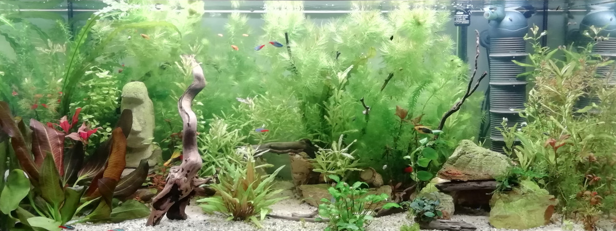 aquarium Nouveau depart