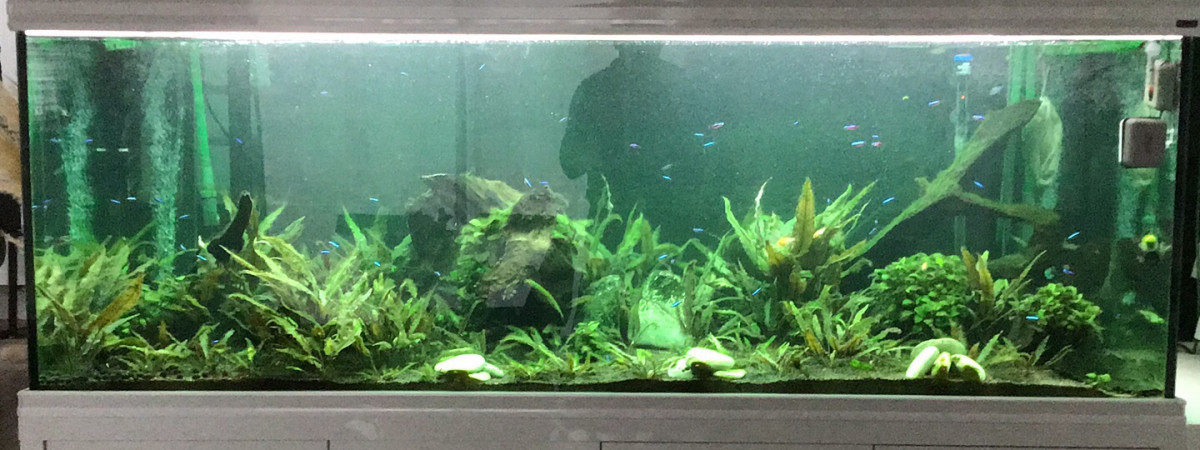 aquarium Bac amazonien