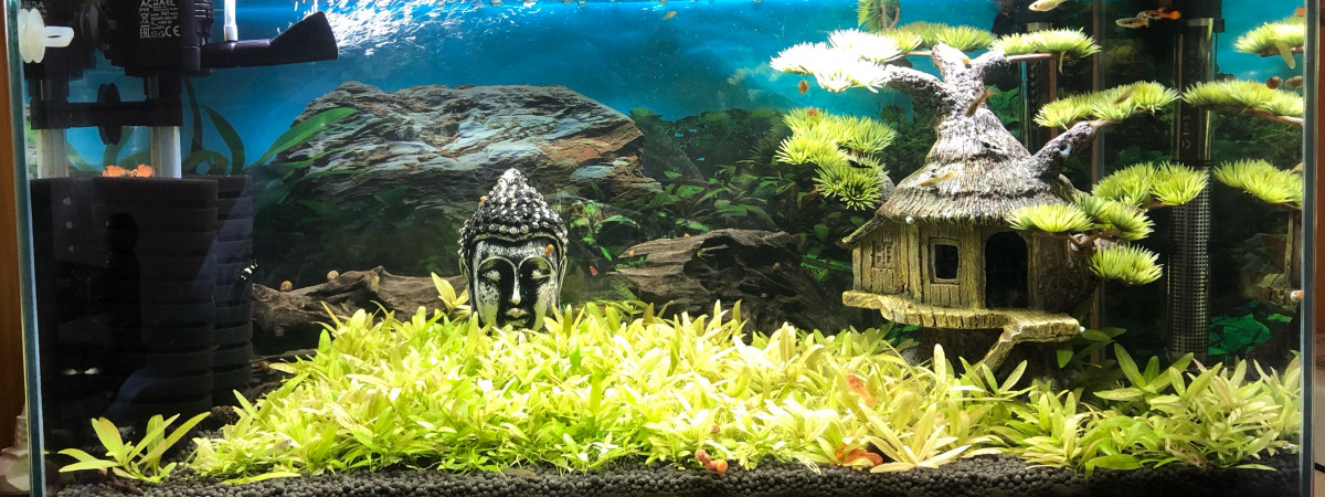 aquarium Aquarium 60L