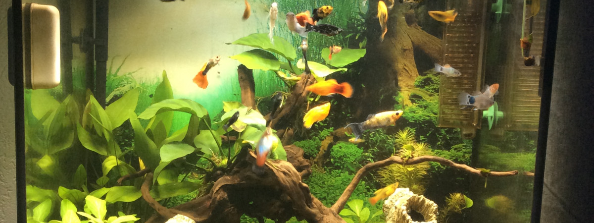 aquarium Aqua 120 l