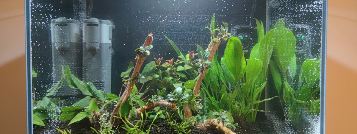 aquarium First