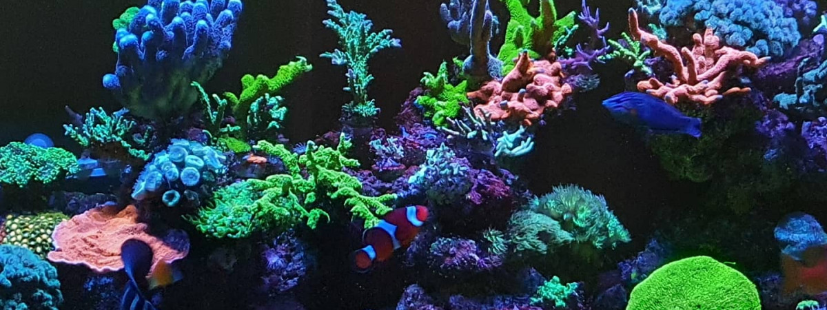 aquarium Reefer 450