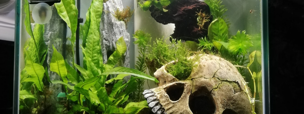 aquarium Betta