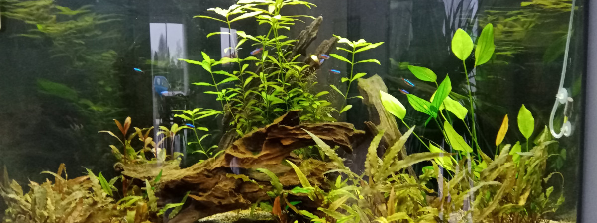 aquarium Nico86