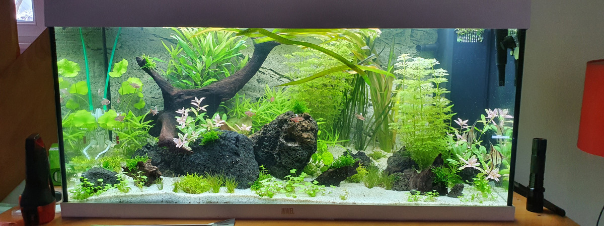 aquarium First Project