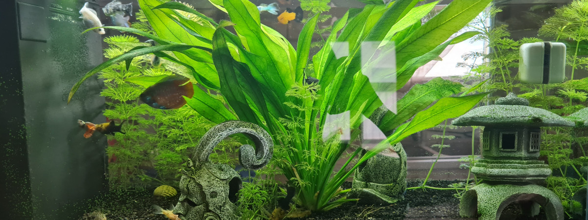 aquarium First
