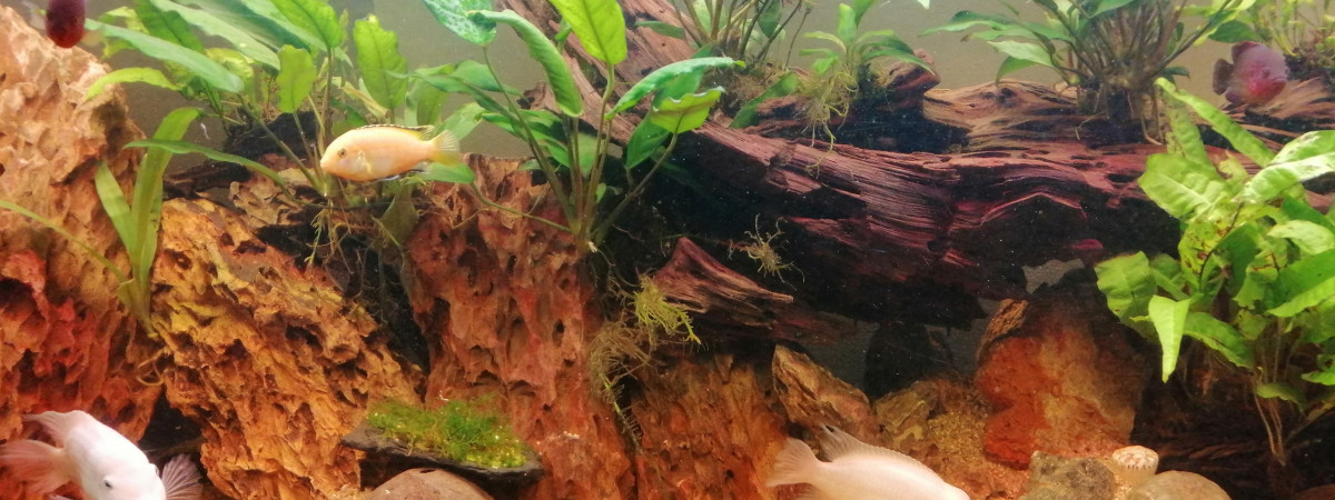 aquarium 300 litres