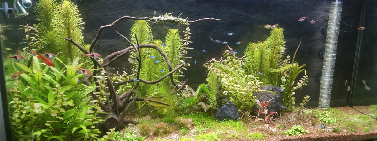 aquarium Mon aquarium