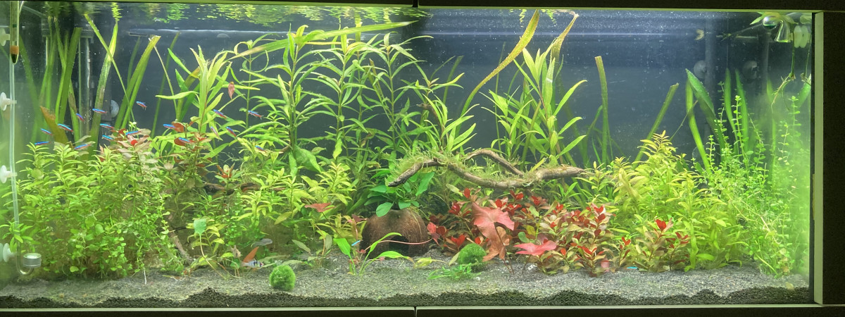 aquarium Biotope amazonien