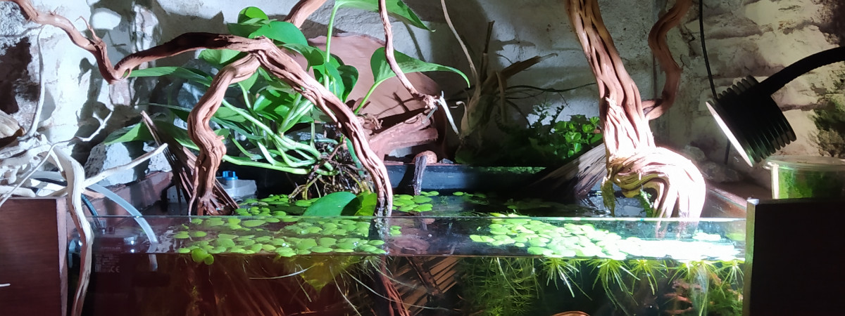 aquarium 80L - Biotope Rio Carahuayte