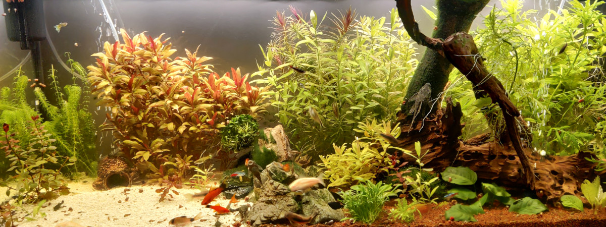 aquarium AquaFlo