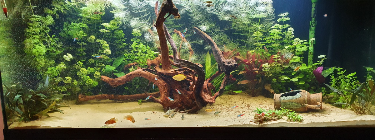 aquarium 220l