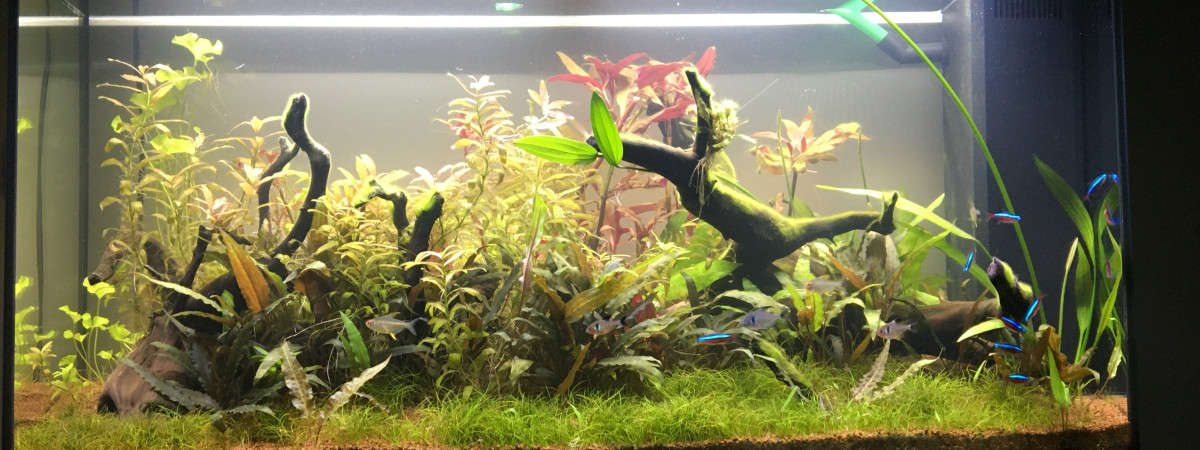 aquarium Juwel