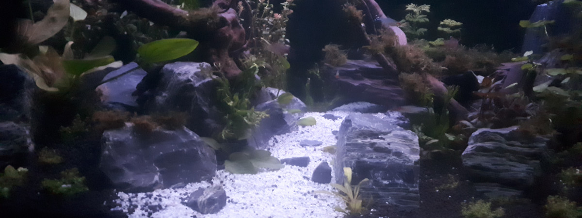 aquarium Mon 360